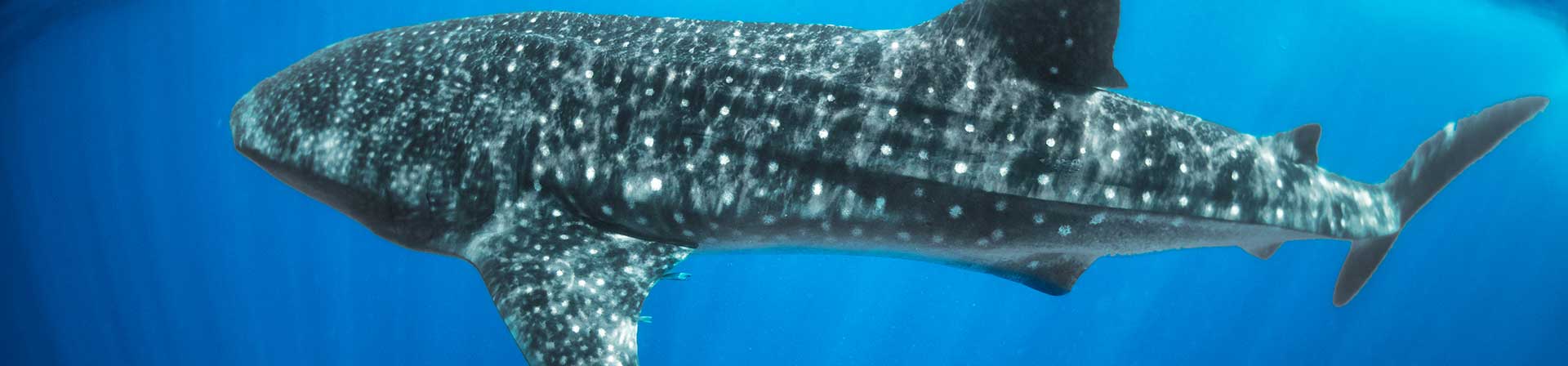 ¿Dónde ver el tiburón ballena en México?