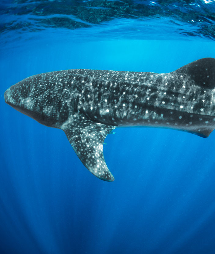 ¿Dónde ver el tiburón ballena en México? 