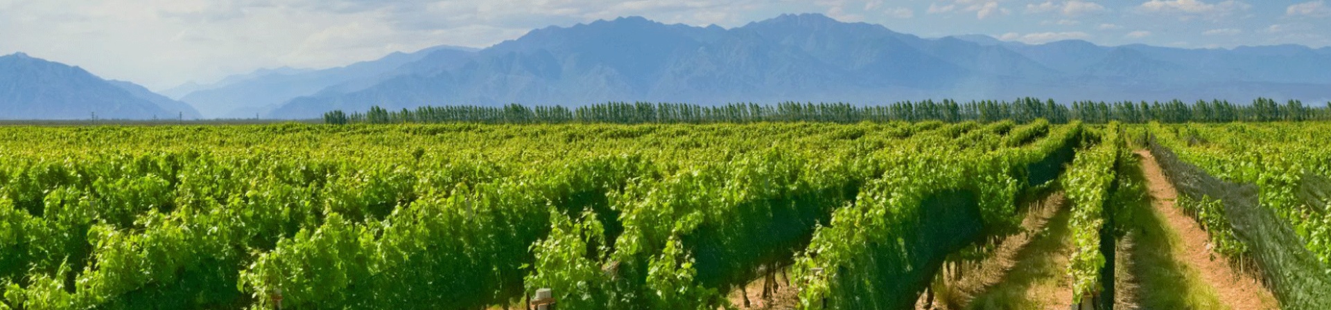 Ruta del Vino en Mendoza: un recorrido por la tierra del buen vino
