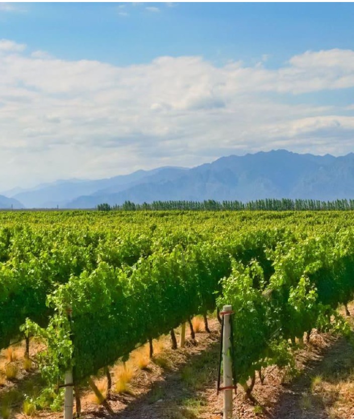 Ruta del Vino en Mendoza: un recorrido por la tierra del buen vino