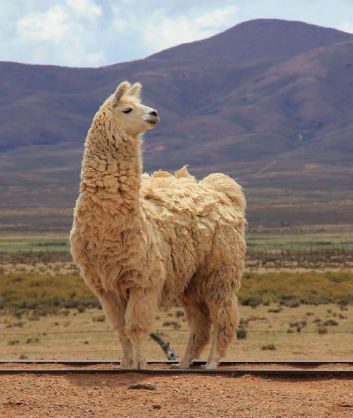 5 Rutas Escénicas para Recorrer en Auto por el Norte Argentino