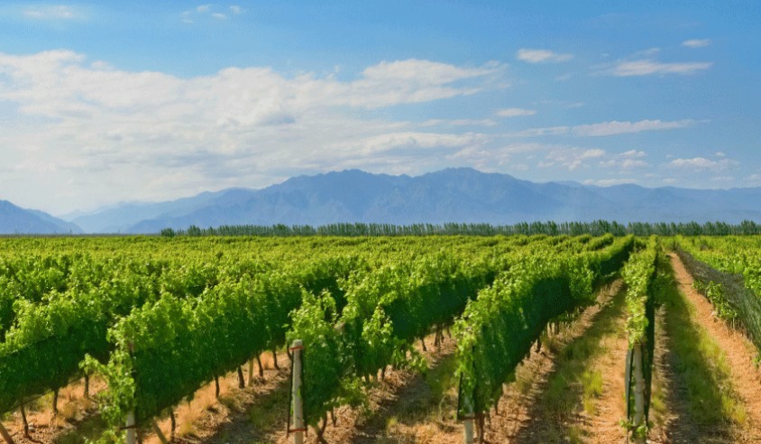 Ruta del Vino en Mendoza