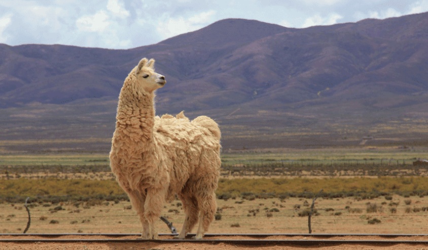 5 Rutas para Recorrer en Auto el Norte Argentino
