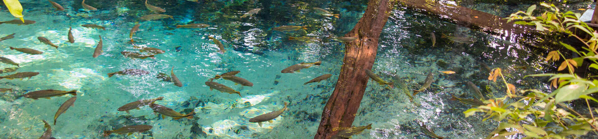 Belezas ocultas no Mato Grosso: visite Nobres-MT