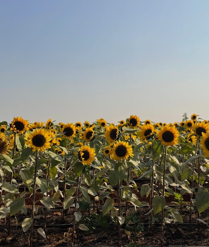 O que fazer em Holambra, a cidade das flores?
