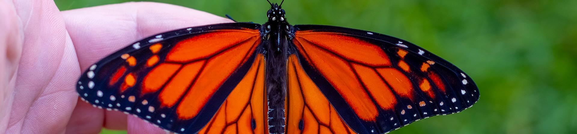 ¿Dónde ver la migración de la mariposa monarca en México y cómo llegar?