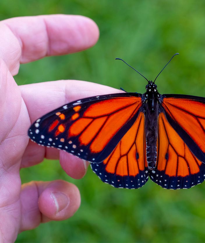 ¿Dónde ver la migración de la mariposa monarca en México y cómo llegar?