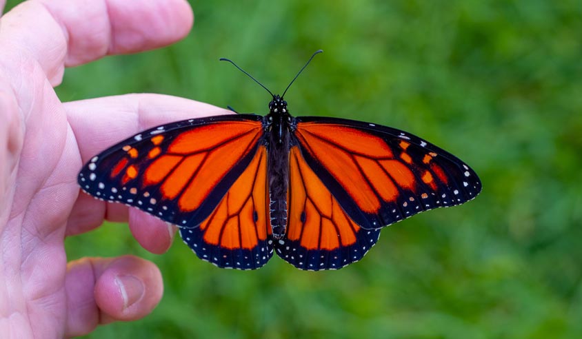 Dónde ver la mariposa monarca en México
