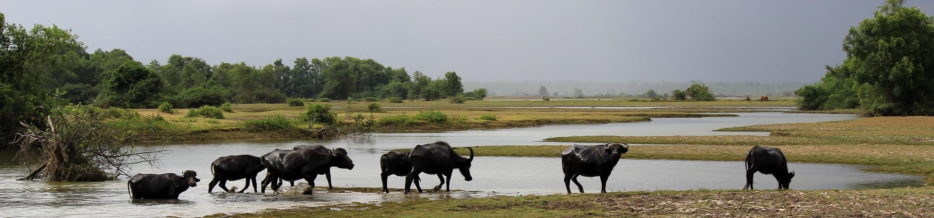 Ilha de Marajó - PA: como chegar e principais atrativos