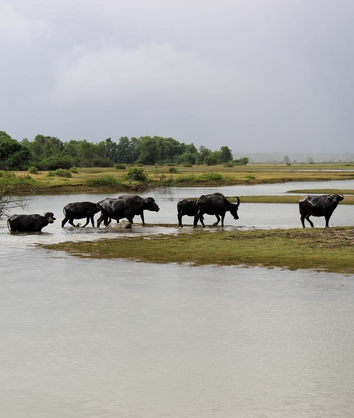 Ilha de Marajó - PA: como chegar e principais atrativos